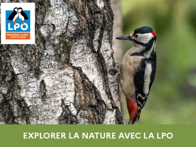 Sorties nature avec la LPO 2026